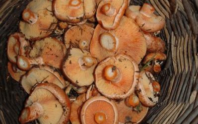 XV Jornadas de la Naturaleza