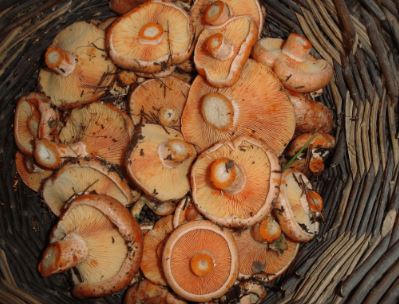 XV Jornadas de la Naturaleza