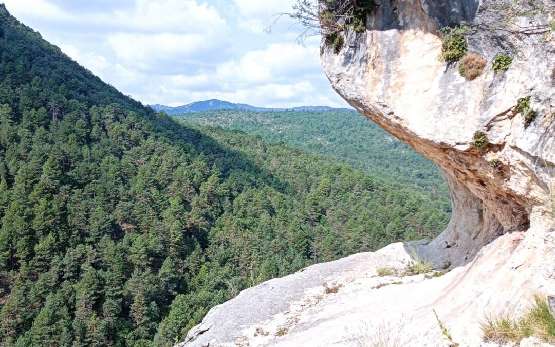 Convocatoria de ayudas de Rewilding Spain